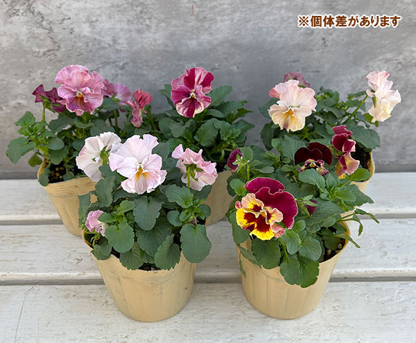 Kim農園さんのパンジービオラ：キャンティ小春3.5号ポット
