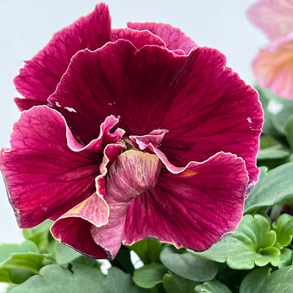 Kim農園さんのパンジービオラ：キャンティ小春3.5号ポット