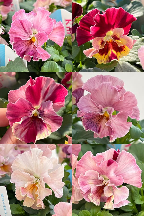 Kim農園さんのパンジービオラ：キャンティ小春3.5号ポット