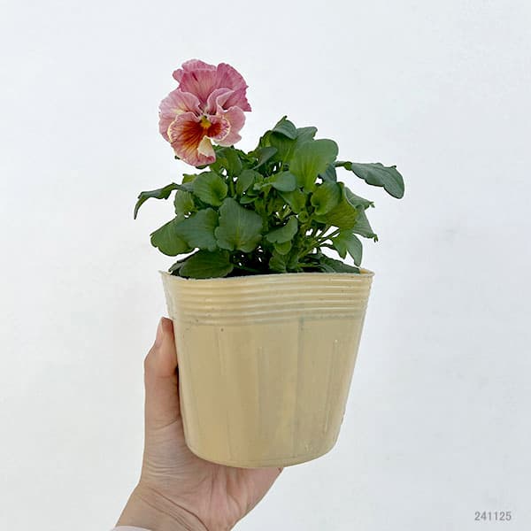 Kim農園さんのパンジービオラ：キャンティ小春3.5号ポット