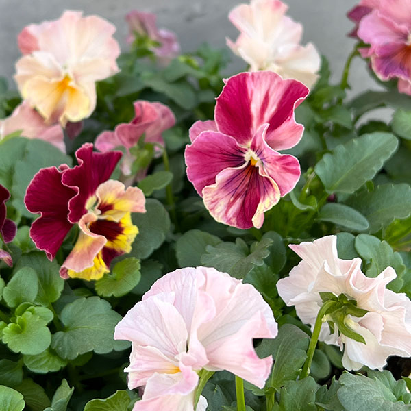 Kim農園さんのパンジービオラ：キャンティ小春3.5号ポット