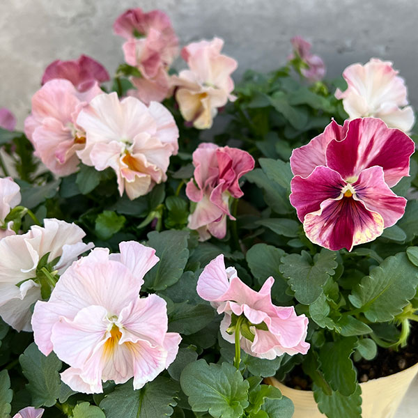 Kim農園さんのパンジービオラ：キャンティ小春3.5号ポット