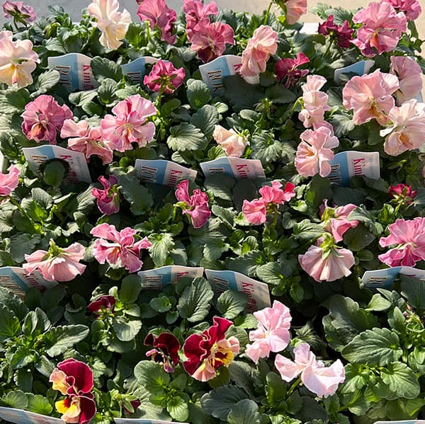 Kim農園さんのパンジービオラ：キャンティ小春3.5号ポット