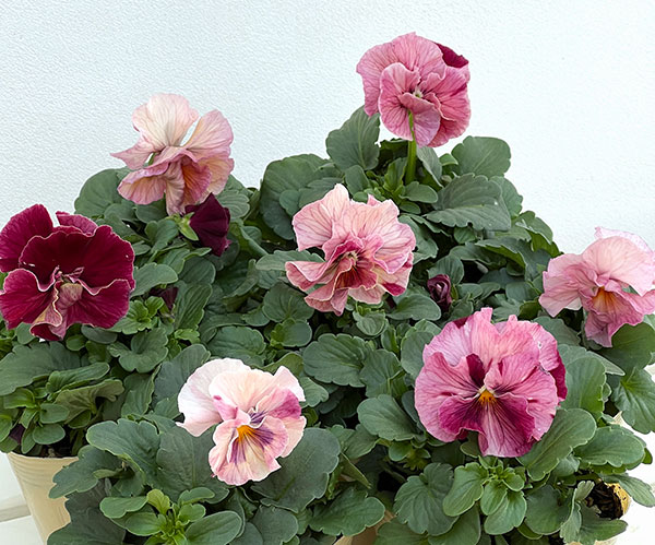 Kim農園さんのパンジービオラ：キャンティ小春3.5号ポット