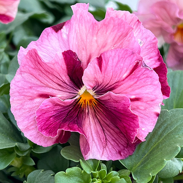 Kim農園さんのパンジービオラ：キャンティ小春3.5号ポット