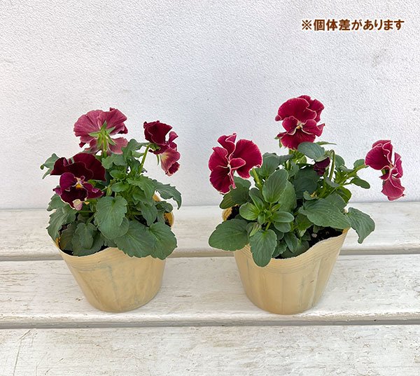 園芸ネット本店｜Kim農園さんのパンジービオラ：みるくあずき3.5号