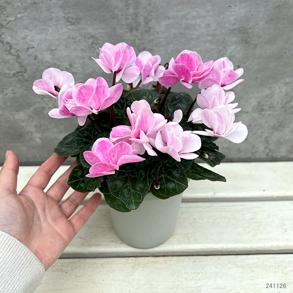 シクラメン：ツヴァイ　シャワーピンク4号鉢植え
