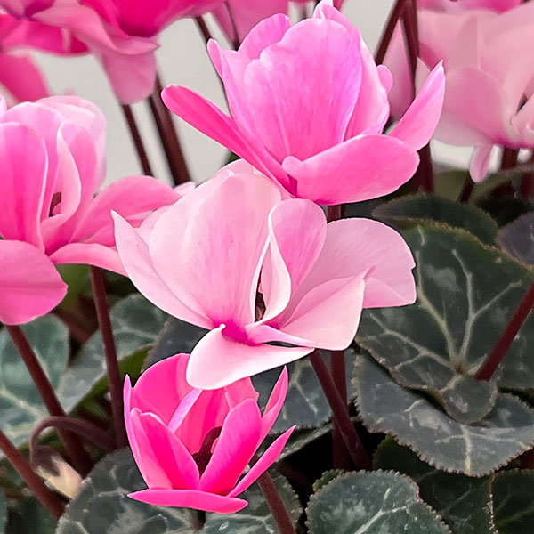 シクラメン：ツヴァイ　シャワーピンク4号鉢植え