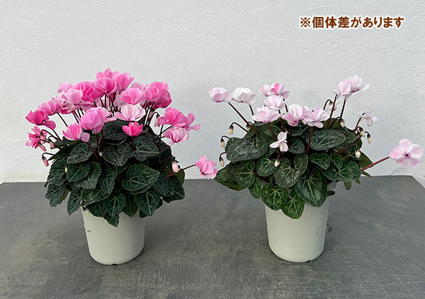 シクラメン：ツヴァイ　シャワーピンク4号鉢植え