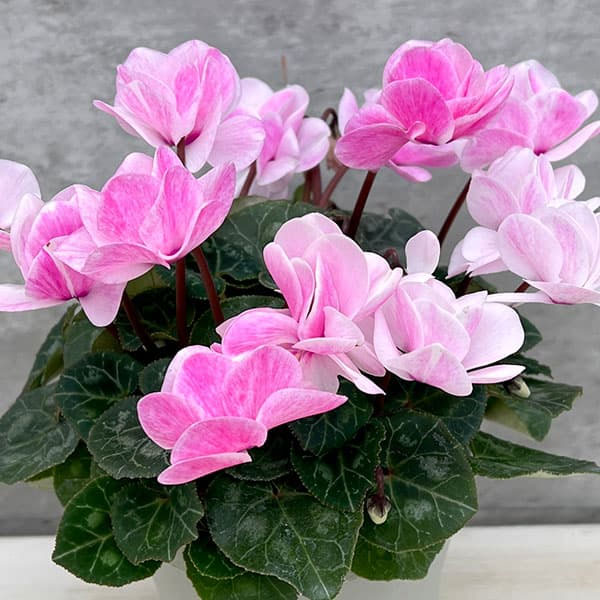 シクラメン：ツヴァイ　シャワーピンク4号鉢植え