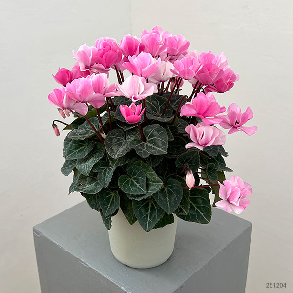 シクラメン：ツヴァイ　シャワーピンク4号鉢植え