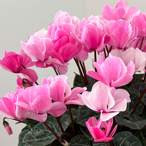 シクラメン：ツヴァイ　シャワーピンク4号鉢植え