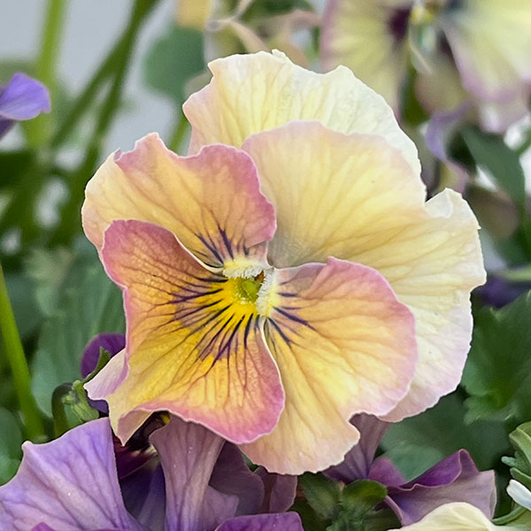 ビオラ:コルティルーチェ3.5号ポット