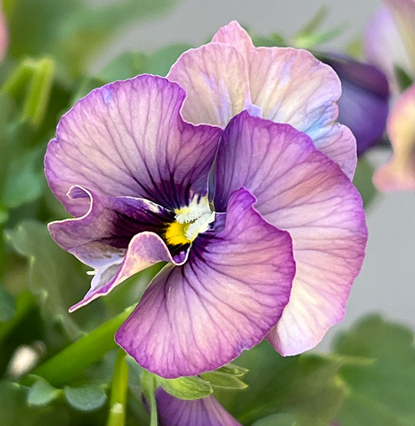 ビオラ:コルティルーチェ3.5号ポット