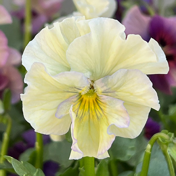 ビオラ:コルティルーチェ3.5号ポット