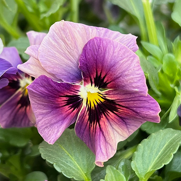 ビオラ:コルティルーチェ3.5号ポット