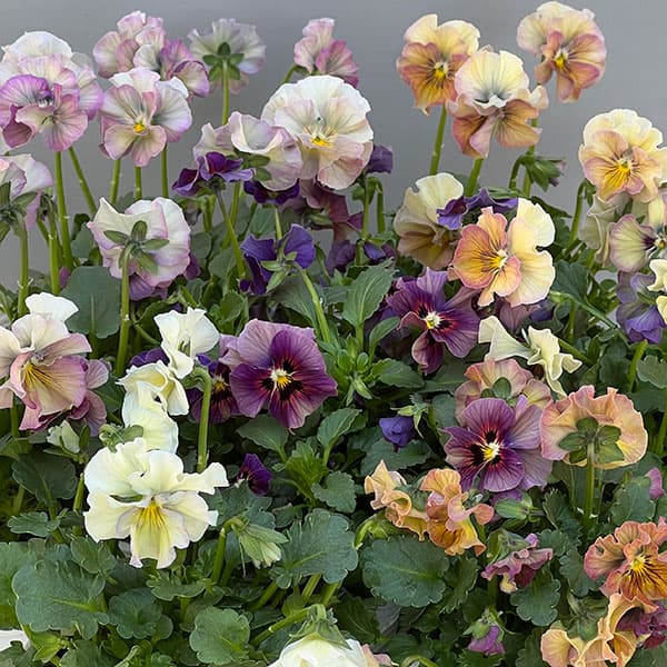 ビオラ:コルティルーチェ3.5号ポット