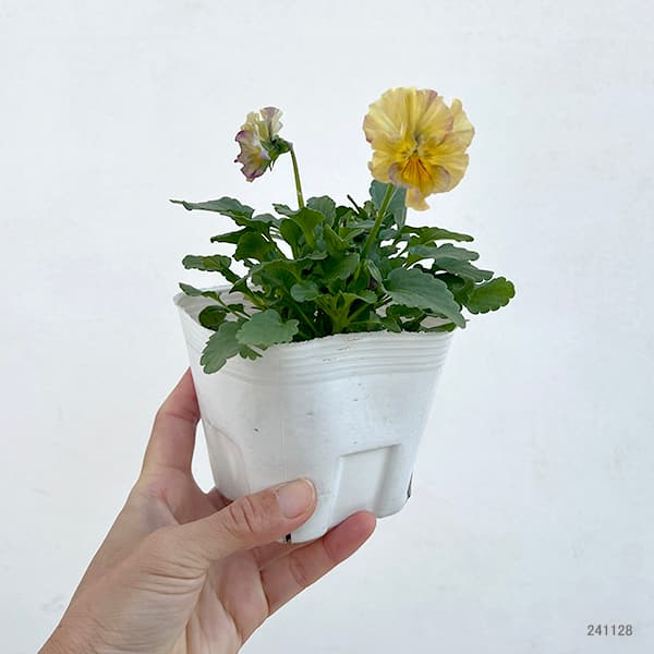 ビオラ:コルティルーチェ3.5号ポット