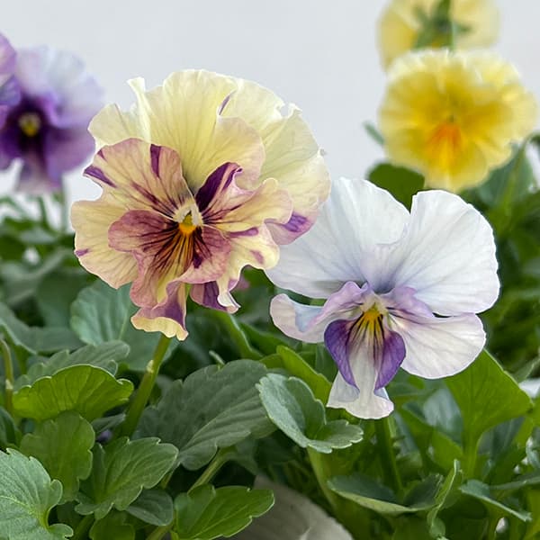 ビオラ:コルティルーチェ3.5号ポット