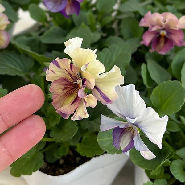 ビオラ:コルティルーチェ3.5号ポット