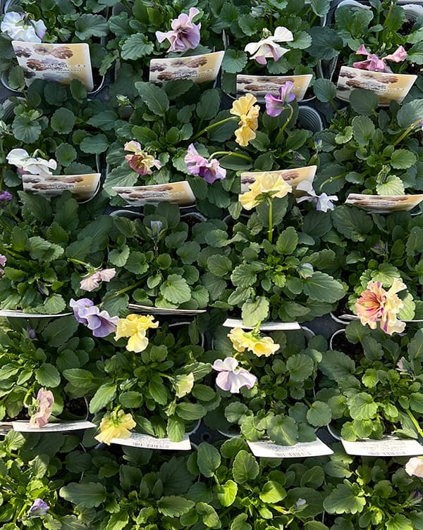 ビオラ:コルティルーチェ3.5号ポット