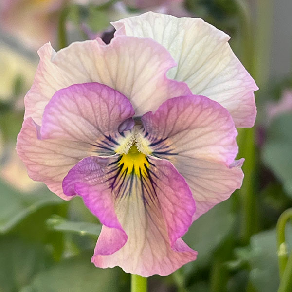 ビオラ:コルティルーチェ3.5号ポット