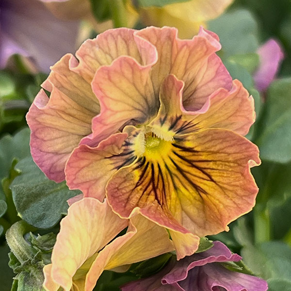 ビオラ:コルティルーチェ3.5号ポット