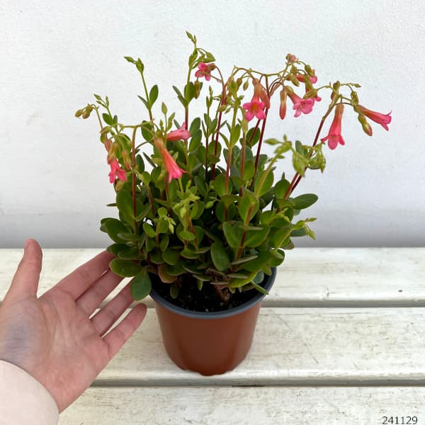 カランコエ:ハッピーベルピンク4号鉢植え