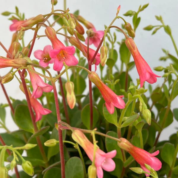 カランコエ:ハッピーベルピンク4号鉢植え