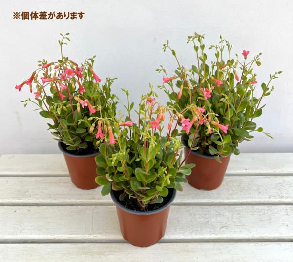 カランコエ:ハッピーベルピンク4号鉢植え