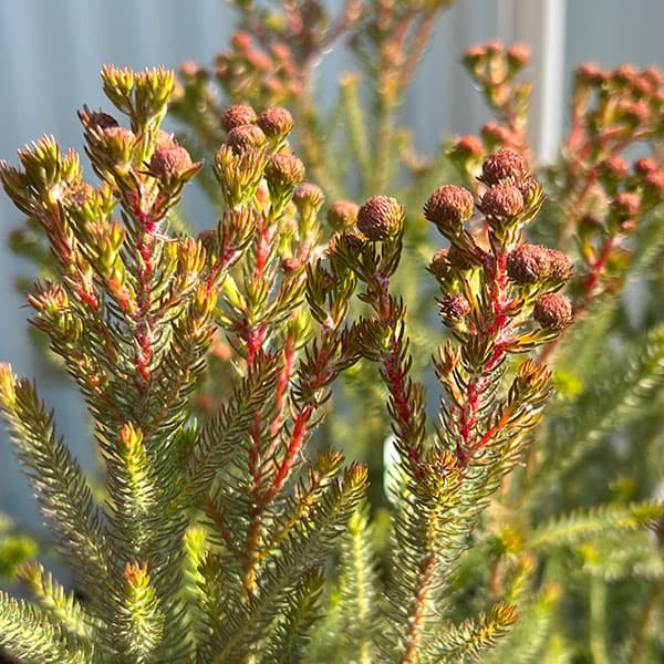 バーゼリア：ラヌギノーサ3号ポット