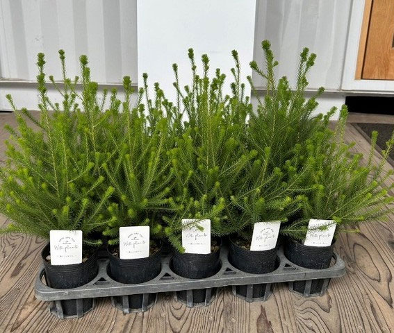 バーゼリア：ラヌギノーサ3号ポット