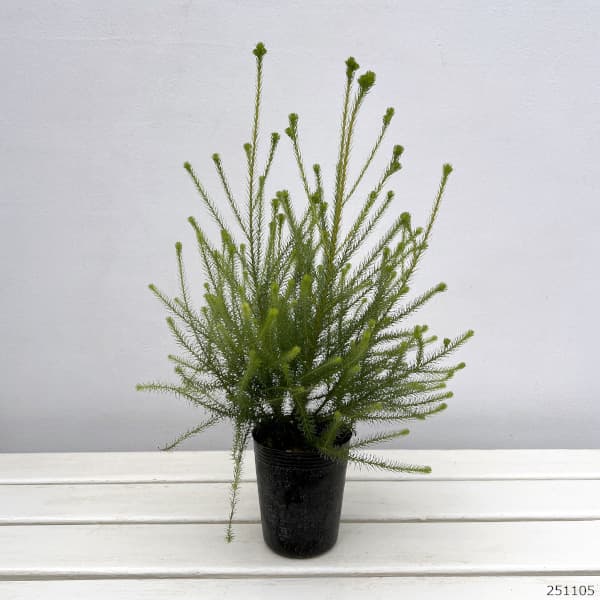 バーゼリア：ラヌギノーサ3号ポット