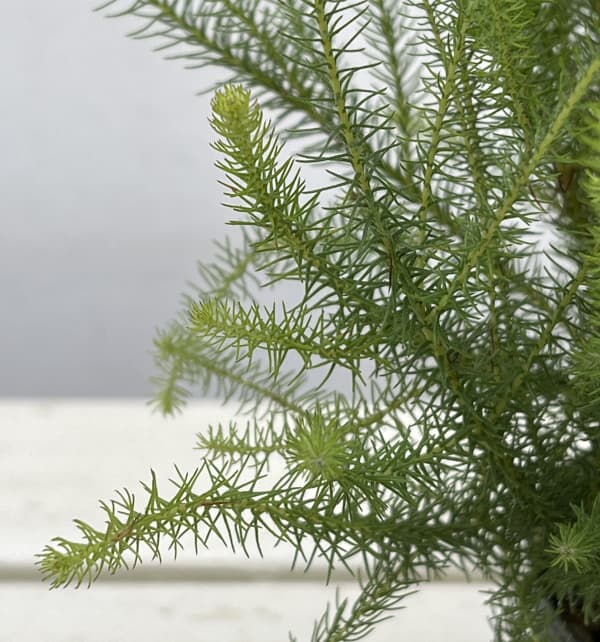 バーゼリア：ラヌギノーサ3号ポット