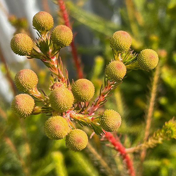 バーゼリア：ラヌギノーサ3号ポット