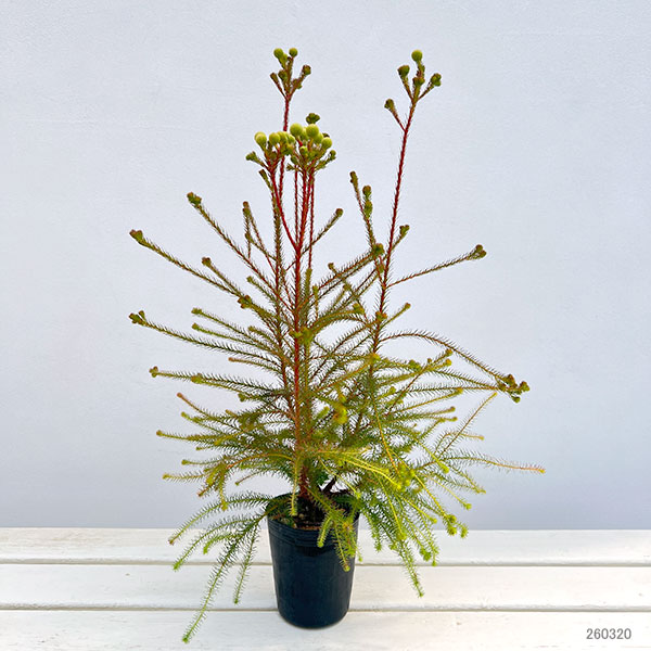 バーゼリア：ラヌギノーサ3号ポット