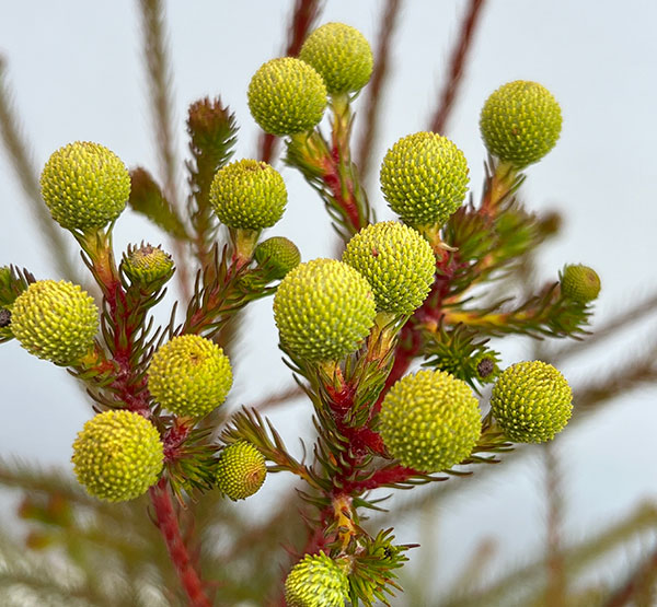バーゼリア：ラヌギノーサ3号ポット