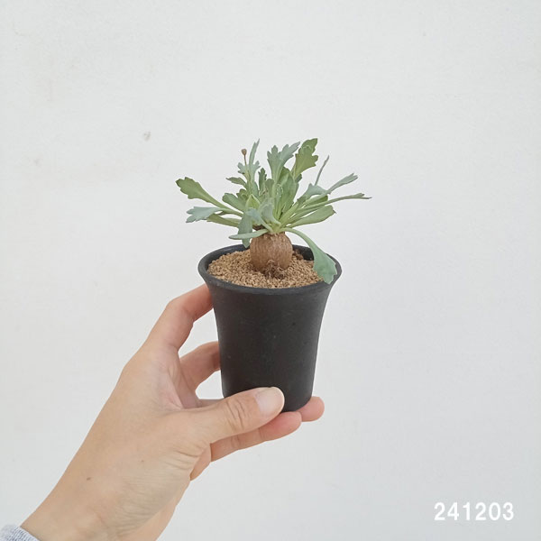 園芸ネット本店｜[ザ・ファームセレクト]オトンナ：sp.スタインコフ