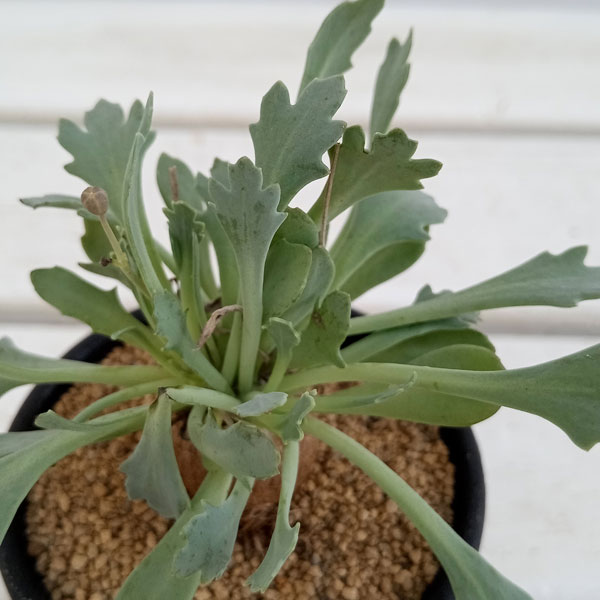 園芸ネット本店｜[ザ・ファームセレクト]オトンナ：sp.スタインコフ