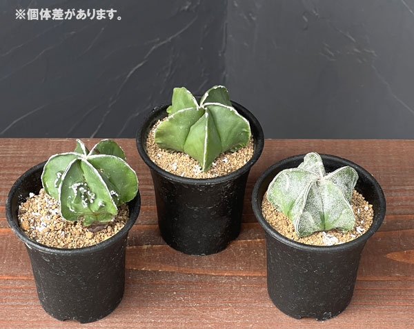 サボテン：アストロフィツムミリオスティグマ　複隆　2.5号鉢植え