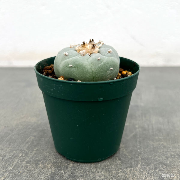 サボテン：福袋Aセット