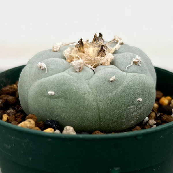 サボテン：福袋Aセット