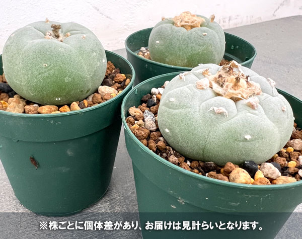 サボテン：福袋Aセット