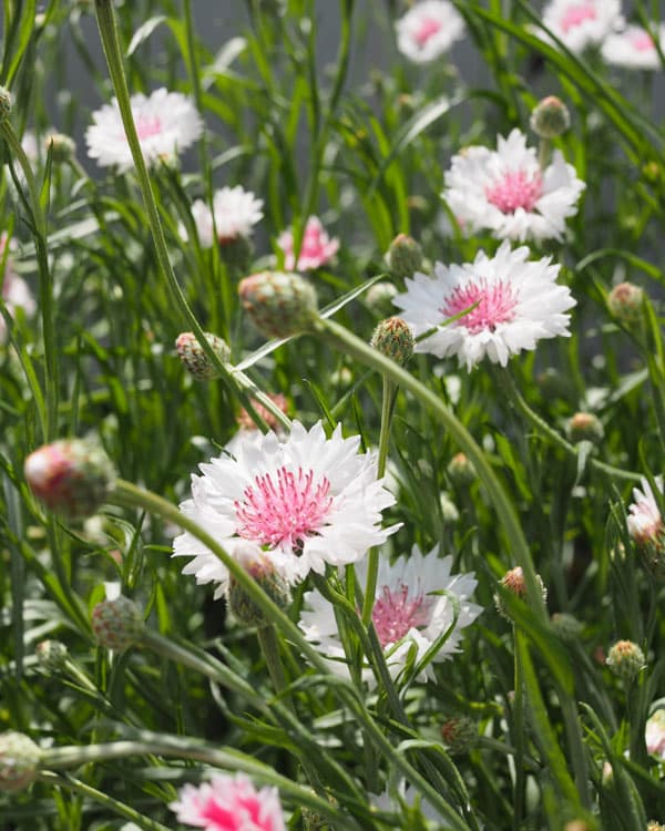 園芸ネット本店｜コーンフラワー（矢車草・矢車菊）：エンジェルブーケ