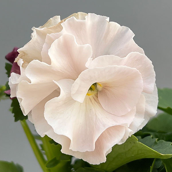 【お1人様1ポット】ビオラ：ときめきビオラ　シフォンドレス3.5号ポット