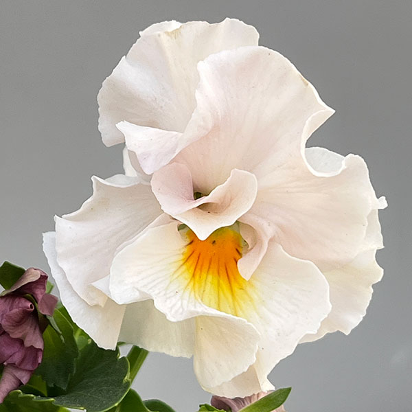 【お1人様1ポット】ビオラ：ときめきビオラ　シフォンドレス3.5号ポット