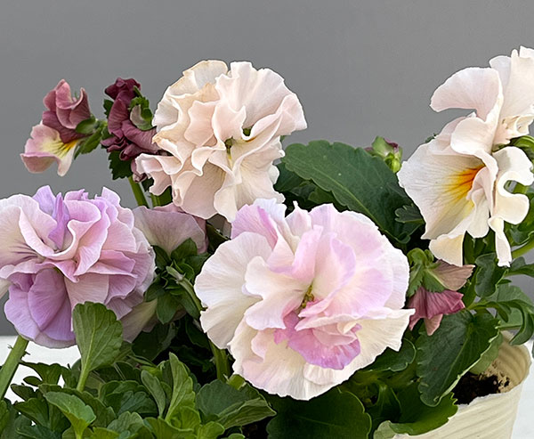 【お1人様1ポット】ビオラ：ときめきビオラ　シフォンドレス3.5号ポット