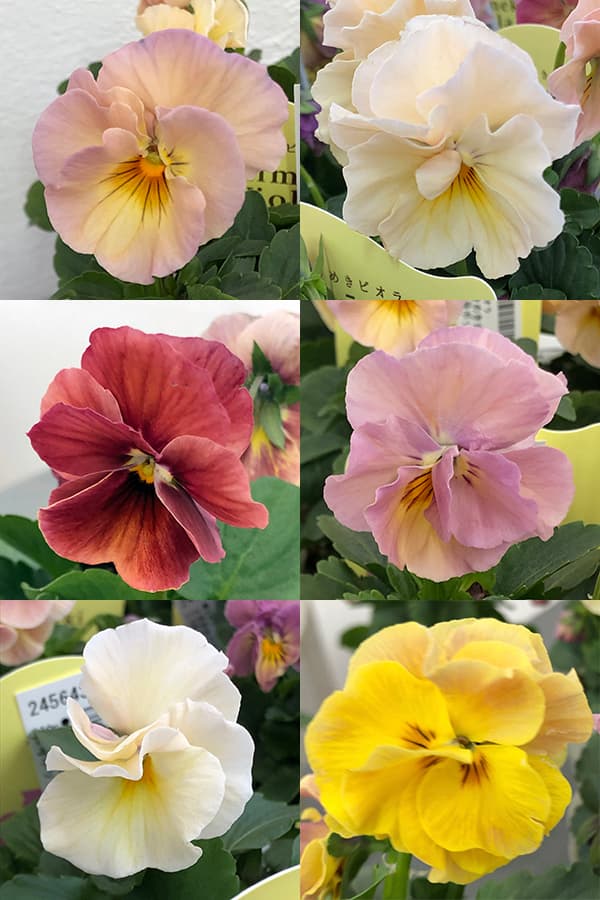 【お1人様1ポット】ビオラ：ときめきビオラ　シフォンドレス3.5号ポット