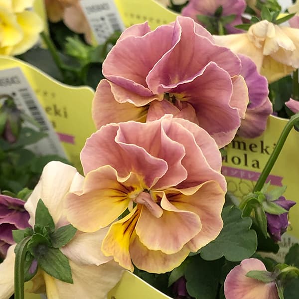 【お1人様1ポット】ビオラ：ときめきビオラ　シフォンドレス3.5号ポット