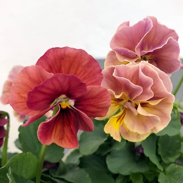 【お1人様1ポット】ビオラ：ときめきビオラ　シフォンドレス3.5号ポット